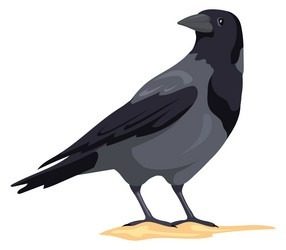 Crow003